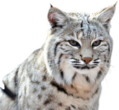 Lynx